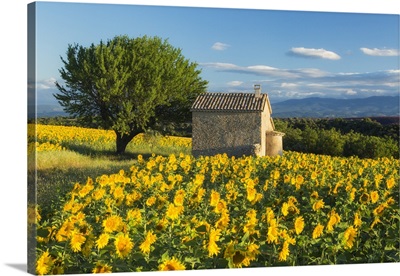 Sunflowers, Valensole Plateau, Provence, France