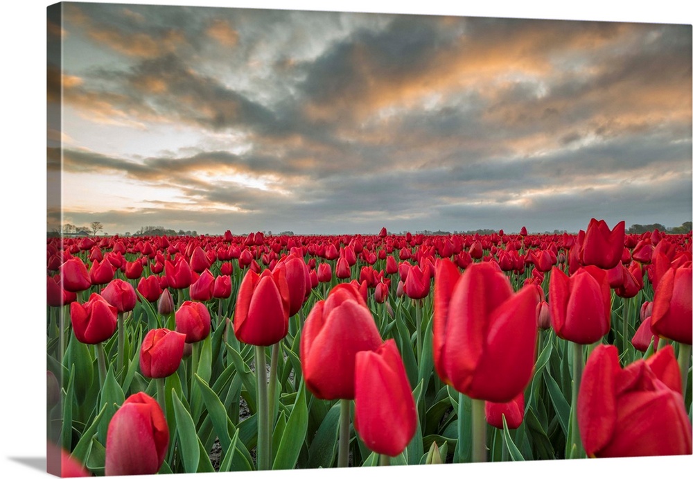 Sunrise Coloured Clouds Above Field Of Red Tulips. Koggenland, North Holland Province, Netherlands.
