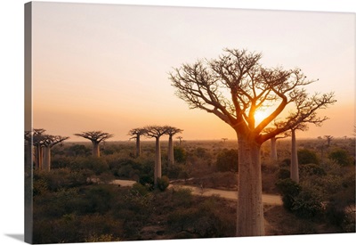 Sunrise Over Baobab Trees, Madagascar, Africa
