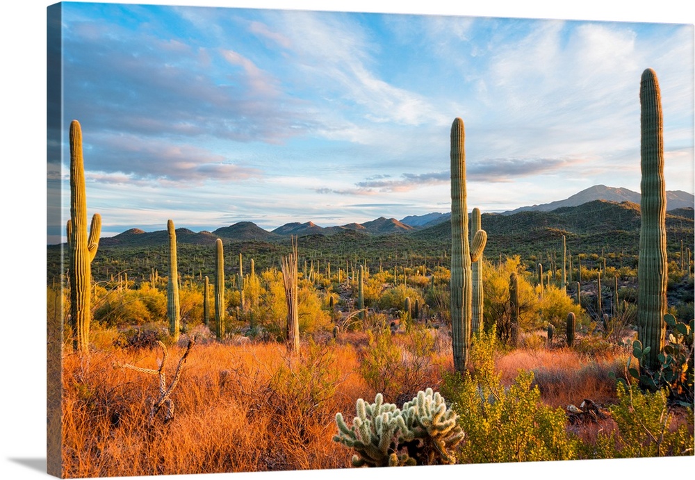 Sunset at Saguaro National Park, Tucson, Arizona, USA