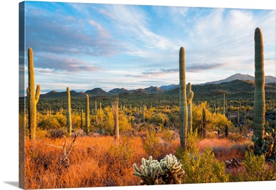 Sunset At Saguaro National Park, Tucson, Arizona