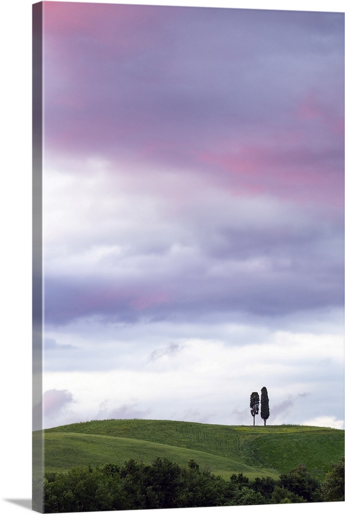 Sunset Over Cypress Trees, Val d'Orcia, Tuscany, Italy