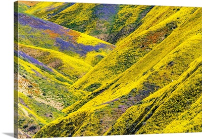 Super Bloom Of Wildflwowers, Carrizo Plain National Monument, California, USA