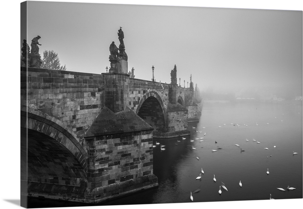 Swans swimming on Vltava River by Charles Bridge during foggy morning, Prague, Bohemia, Czech Republic