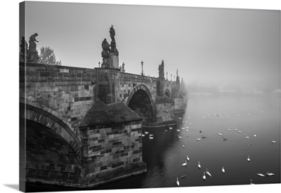 Swans Swimming On Vltava River By Charles Bridge, Prague, Bohemia, Czech Republic