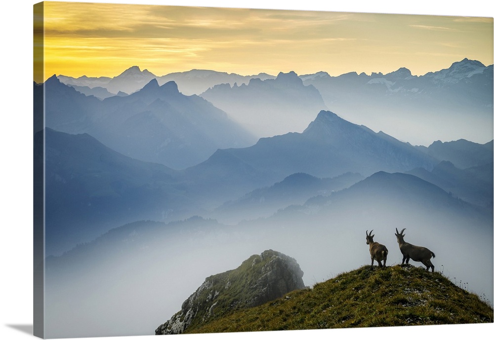 Switzerland, Lucerne, Mount Pilatus, Alpine ibex, Capra ibex (m)