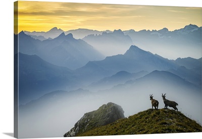 Switzerland, Lucerne, Mount Pilatus, Alpine Ibex, Capra Ibex