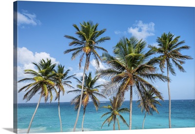 Tall Palm Trees And Turquoise Sea, Barbados Island, West Indies