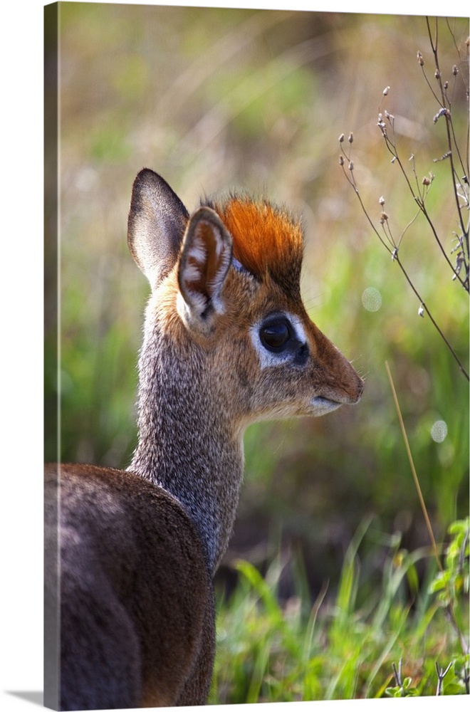 Tanzania, Serengeti. A young dik-dik.