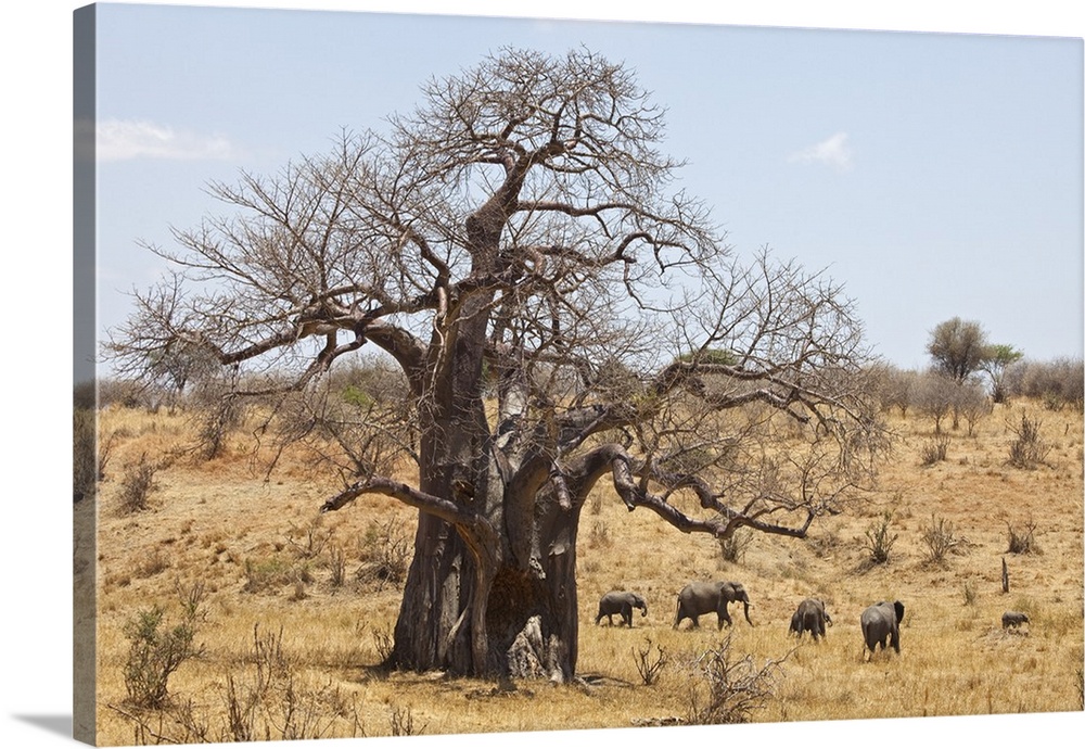 Tanzania, Tarangire. A herd of elephants walks past a massive baobab. Both are what makes Tarangire famous.