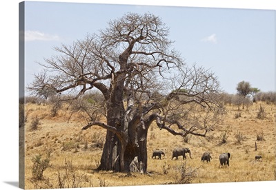 Tanzania, Tarangire, A herd of elephants walks past a massive baobab