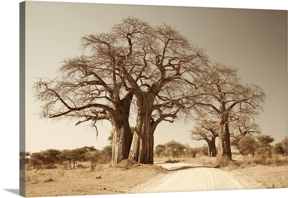 Tanzania, Tarangire. A road runs underneath the branches of massive baobab trees, for which Tarangire is famous.