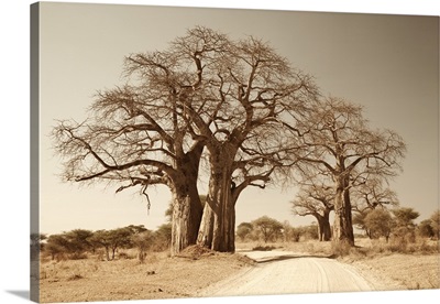 Tanzania, Tarangire, A road runs underneath the branches of massive baobab trees