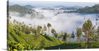 Tea Estate and morning mist, Hapatule, Southern Highlands, Sri Lanka