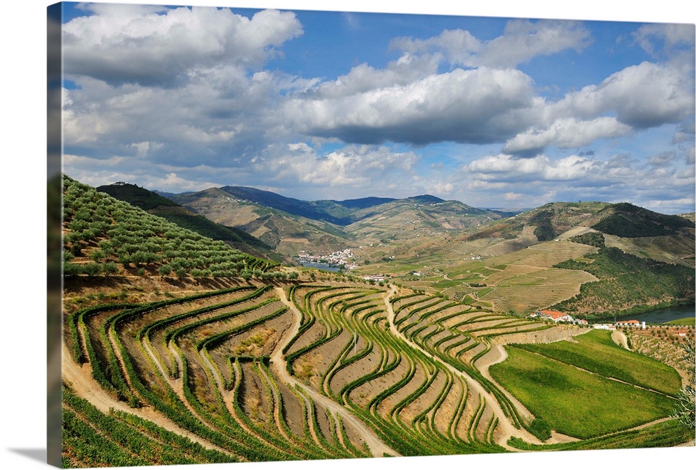 Terraced vineyards along the Douro river during the grapes harvest. Ervedosa do Douro, A Unesco World Heritage Site, Portugal