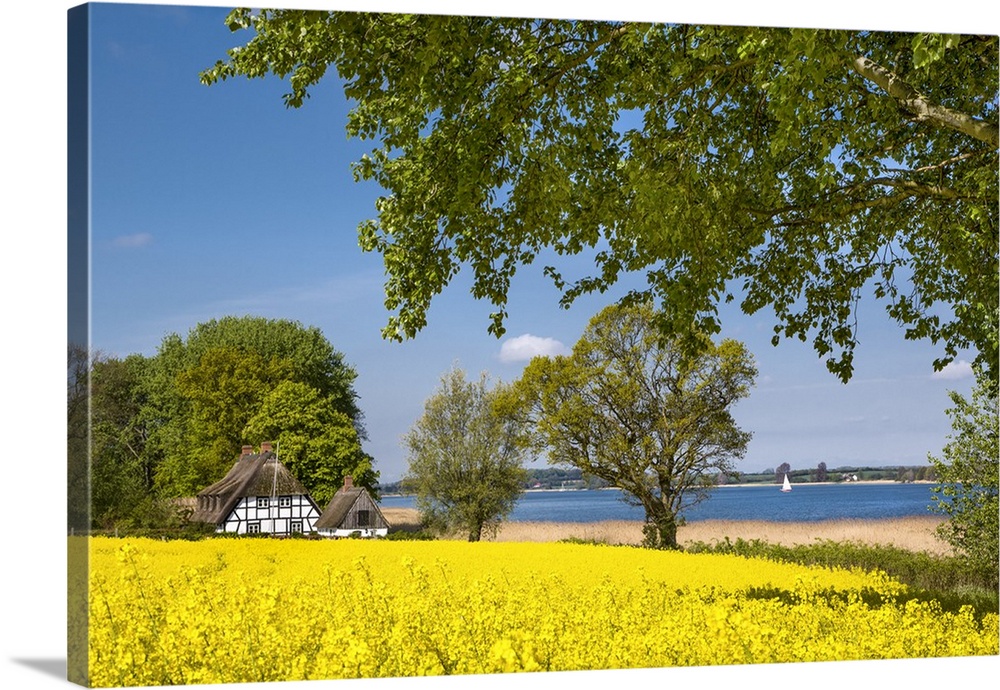 Thatched house and canola field, Schlei fjord, Baltic coast, Schleswig-Holstein, Germany.