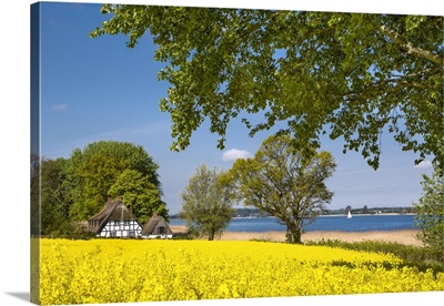 Thatched house and canola field, Schlei fjord, Baltic coast, Schleswig-Holstein, Germany