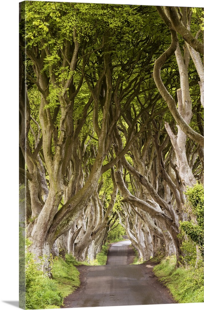 The Dark Hedges, County Antrim, Ulster region, northern Ireland, United Kingdom. Iconic trees tunnel.