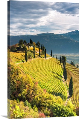 The Hill Of Kastelaz With His Vineyards, Termeno/Tramin, Province Of Bolzano, Italy