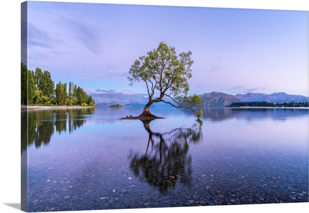 The lone tree in Lake Wanaka at dawn. Wanaka, Queenstown Lakes district, Otago region, South Island, New Zealand.