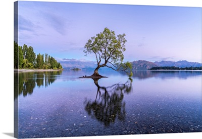 The Lone Tree In Lake Wanaka At Dawn, Wanaka, South Island, New Zealand