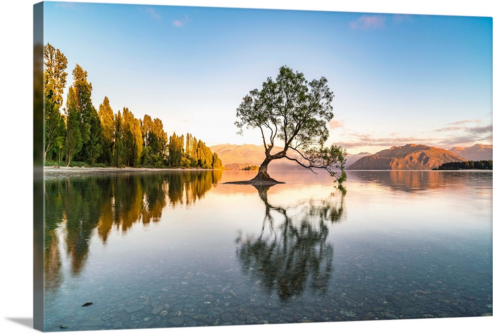 The lone tree in Lake Wanaka in the morning light. Wanaka, Queenstown Lakes district, Otago region, South Island, New Zeal...