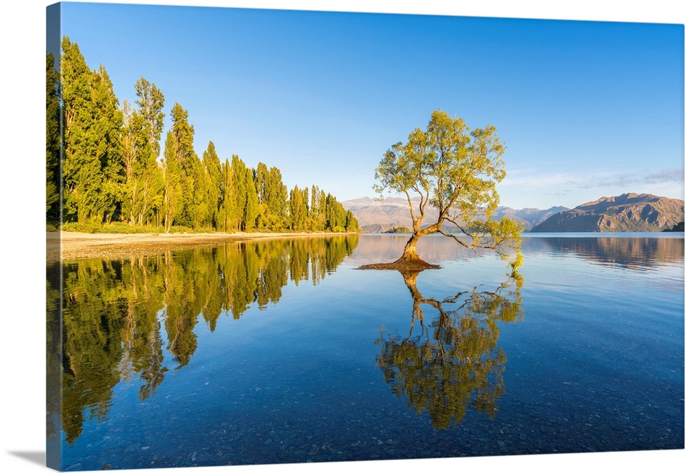 The lone tree in Lake Wanaka in the morning light. Wanaka, Queenstown Lakes district, Otago region, South Island, New Zeal...