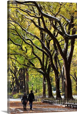 The Mall and Literary Walk with Elm Trees forming the avenue canopy, NY