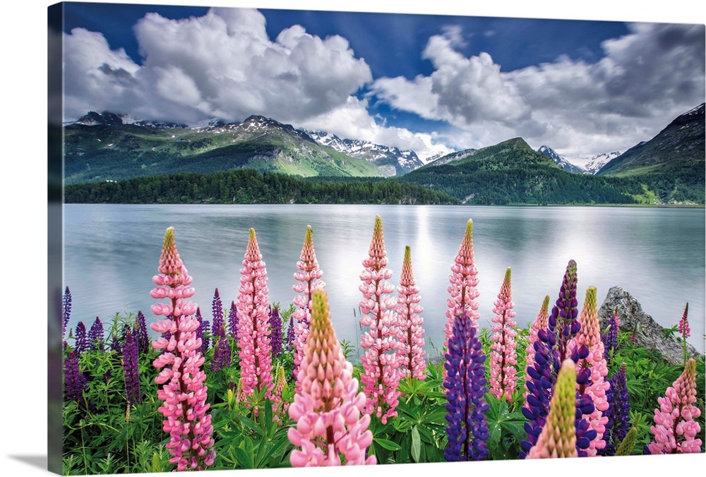 Blooming of lupins on the shores of Lake Sils. Engadine. Canton of Graubunden. Switzerland.