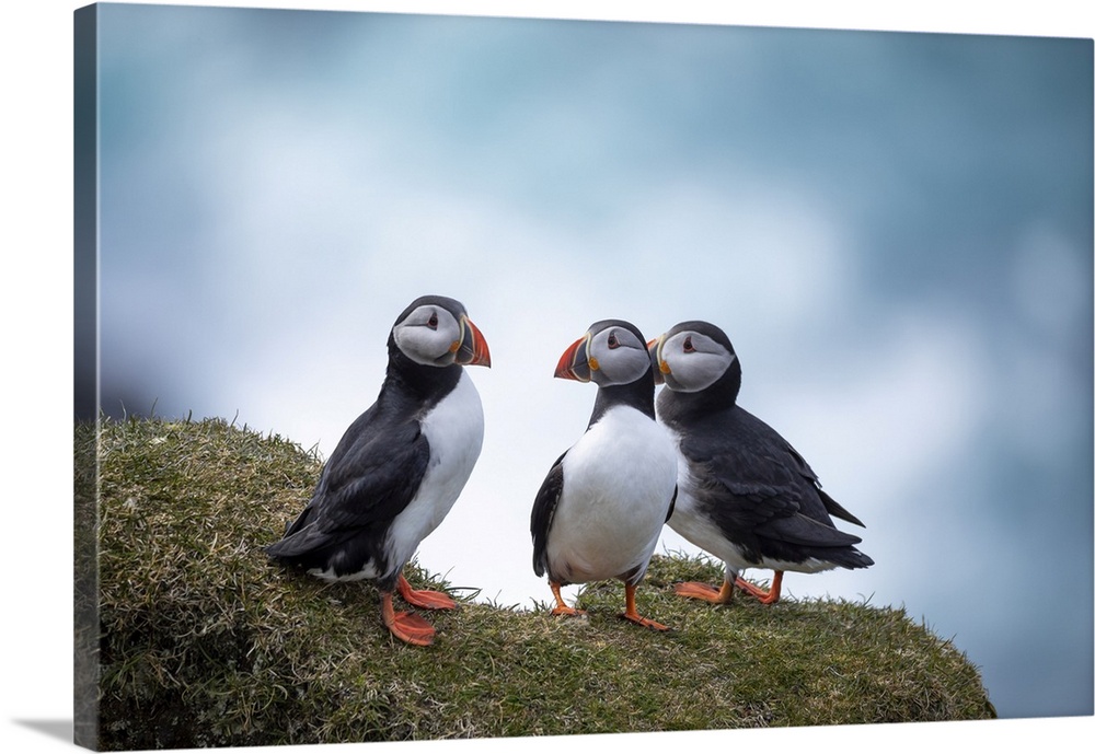 A group of three Atlantic Puffinss standing on the grass in the island of Mykines. Faroe Islands.