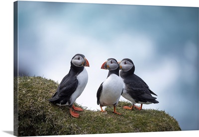 Three Atlantic Puffinss Standing On The Grass In The Island Of Mykines, Faroe Islands