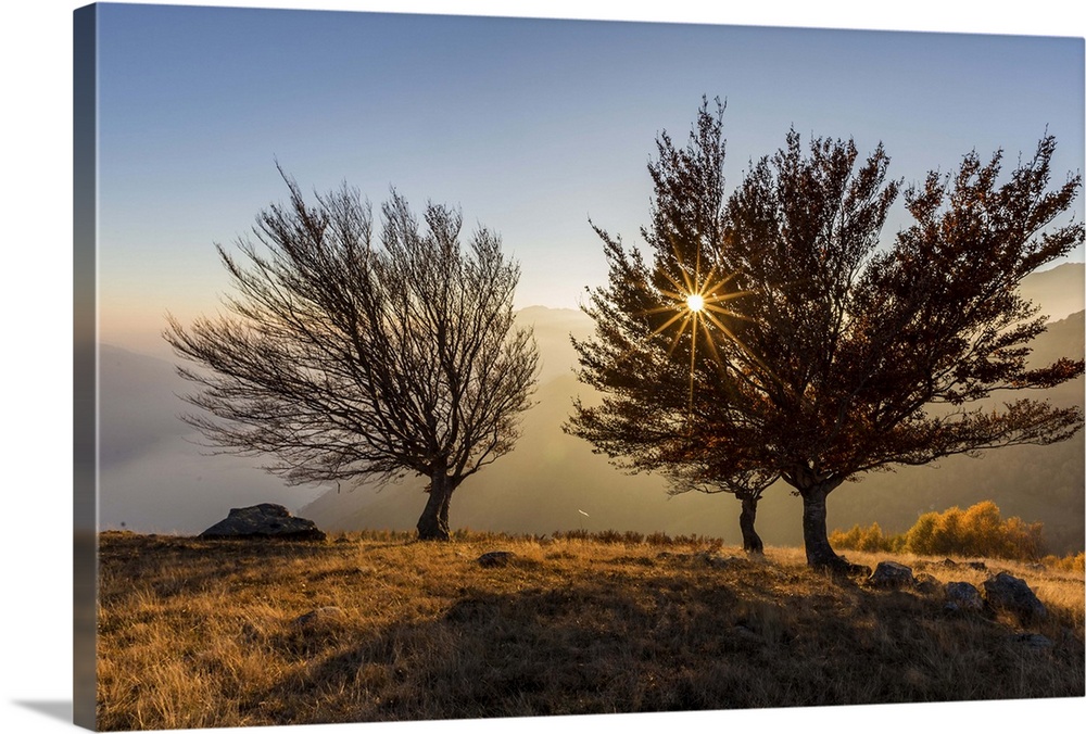 Three beech trees at sunset with Lake Como on the background. Alto Lario, Como, Lombardy, Italy, Europe.