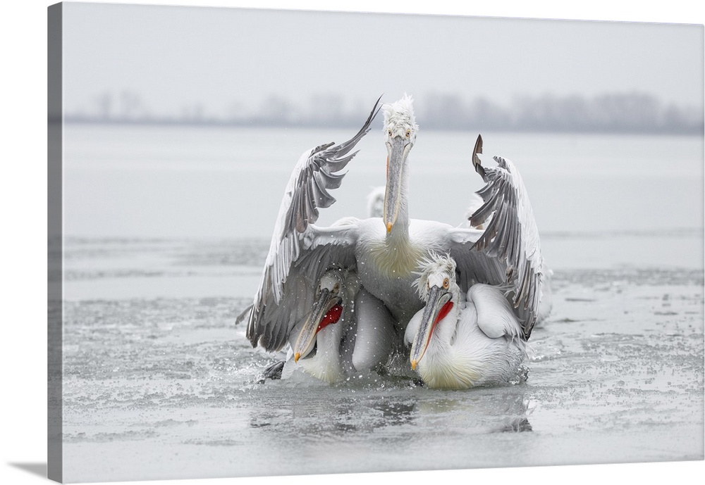 Three Dalmatian Pelican (Pelecanus crispus) on frozen Lake Kerkini, Greece, February 2017