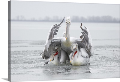 Three Dalmatian Pelican On Frozen Lake Kerkini, Greece