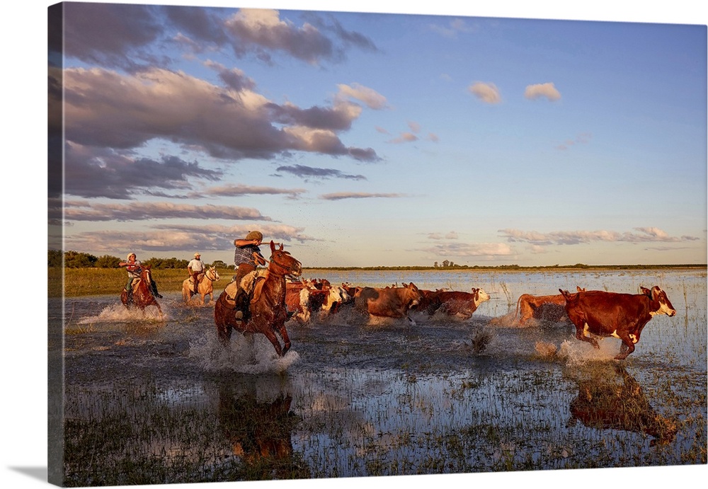 Three gauchos drive a group of cows inside a lagoon of the Estancia Buena Vista at dusk, Esquina, Corrientes, Argentina.