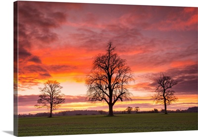 Three Trees At Sunrise, Norfolk, England