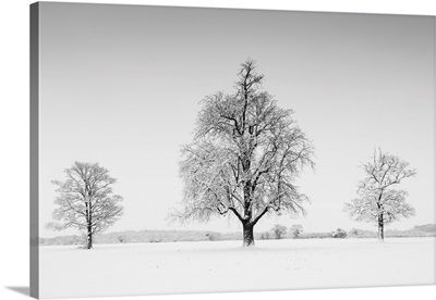 Three Trees In Winter, Norfolk, England