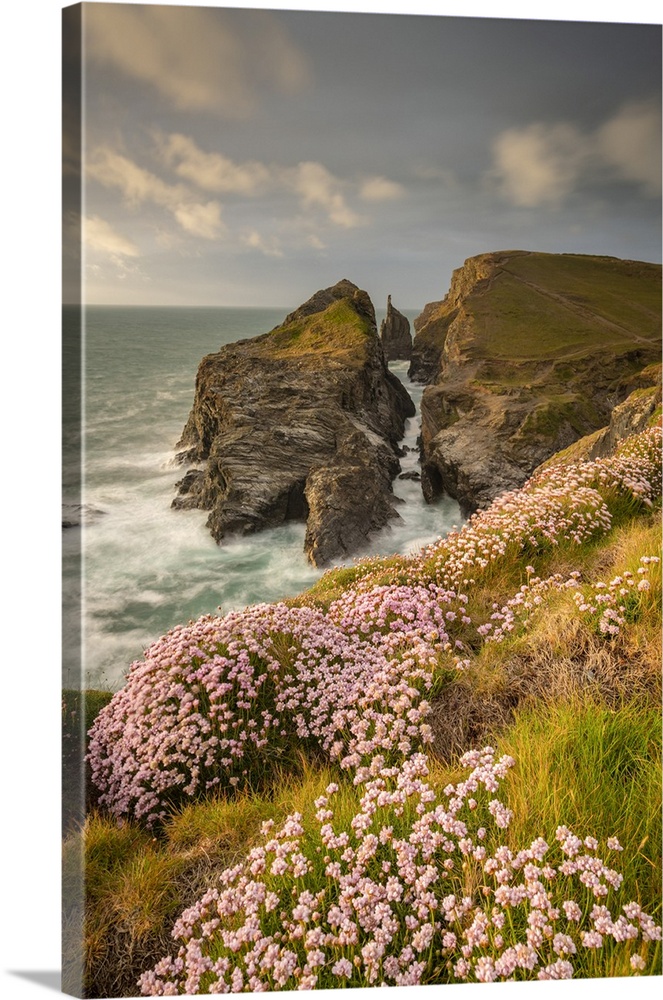 Thrift wildflowers on the Cornish cliffs in springtime, Tregudda Gorge, Cornwall, England. Spring, May 2021.