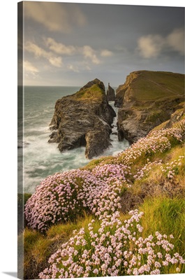 Thrift Wildflowers On The Cornish Cliffs, Tregudda Gorge, England, Spring, May 2021