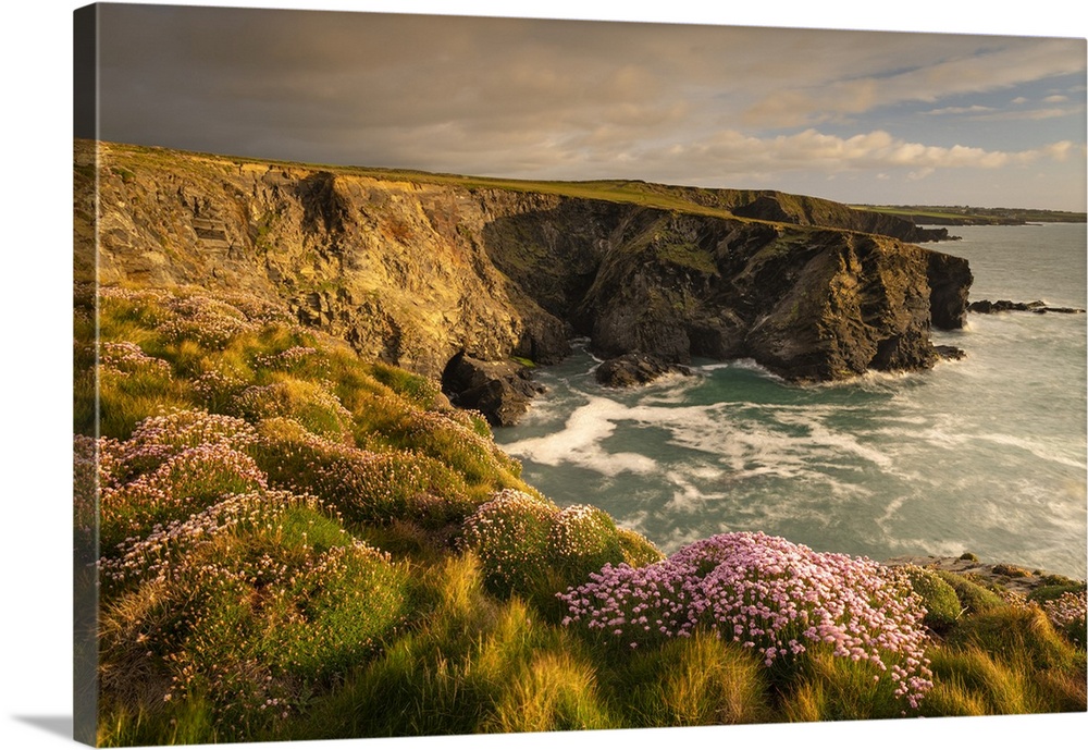 Thrift wildflowers on the Cornish cliffs in springtime, Trevone, Cornwall, England. Spring, May 2021.