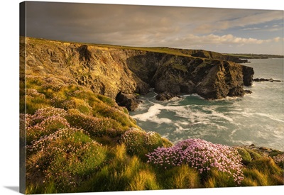 Thrift Wildflowers On The Cornish Cliffs, Trevone, Cornwall, England, Spring, May 2021