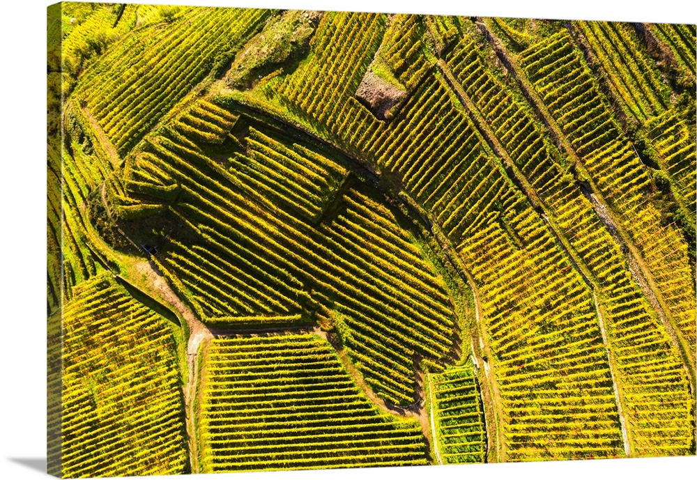 Top-down high angle view of vineyards, Valtellina