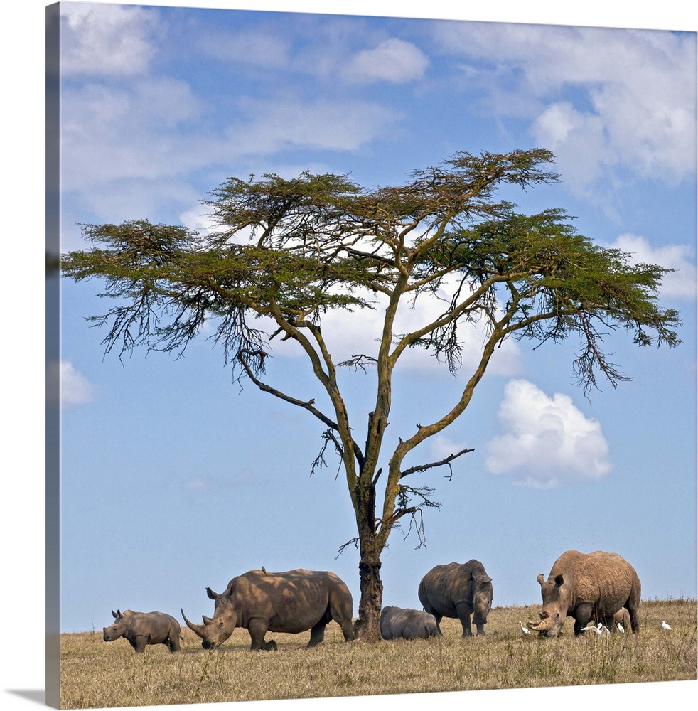 Towards mid-day, white rhinos gather around the shade of an acacia tree to slumber.