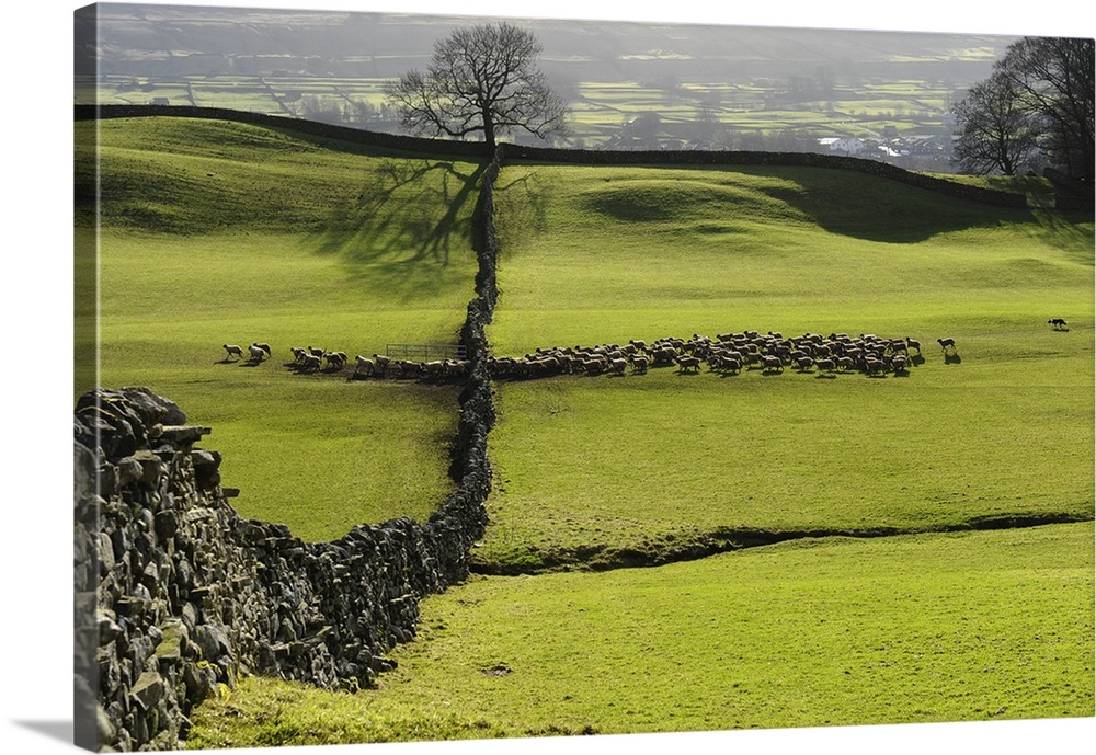Traditional Drystone wall and farming in the Yorkshire Dales National Park.