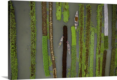 Traditional Floating Vegetable Garden, Pirojpur, Barisal, Bangladesh