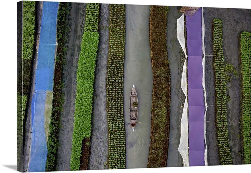 Traditional floating vegetable garden, Pirojpur, Barisal, Bangladesh. Barisal, Asia, Banaripara, Bangladesh.