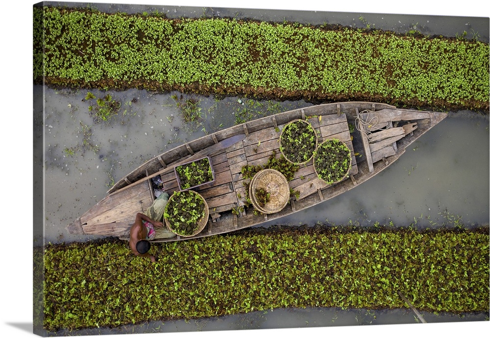 Traditional floating vegetable garden, Pirojpur, Barisal, Bangladesh. Barisal, Asia, Banaripara, Bangladesh.