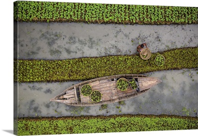 Traditional Floating Vegetable Garden, Pirojpur, Barisal, Bangladesh