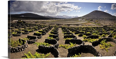 Traditional vineyards in La Geria, Lanzarote, Canary islands