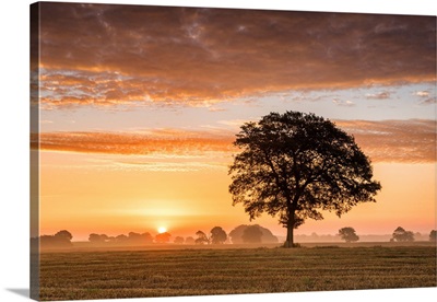 Tree At Sunrise, Norfolk, England
